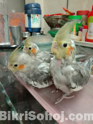 3pcs fawn cocktail baby and 1pcs love bird